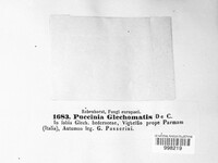 Puccinia glechomatis image